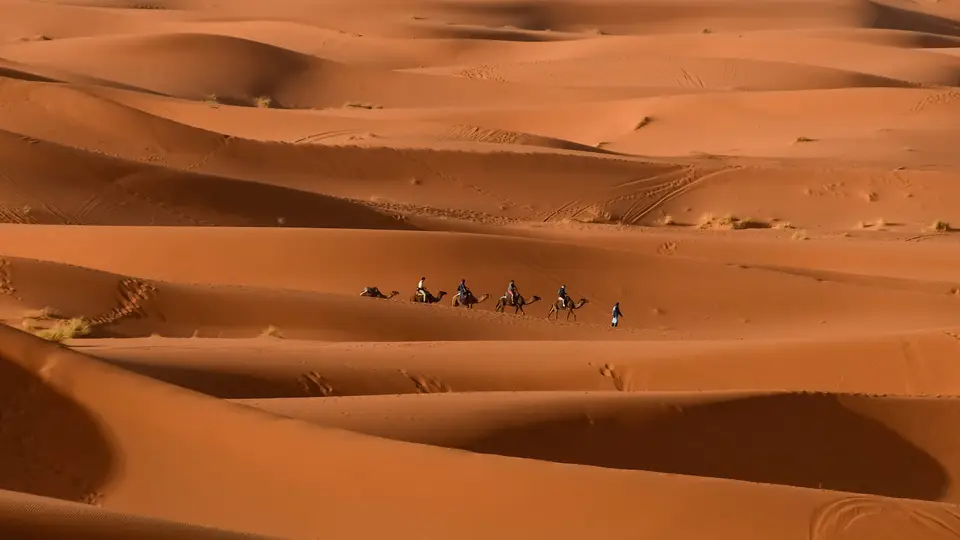 A small camel caravan crossing the orange dunes of Merzouga in the Sahara