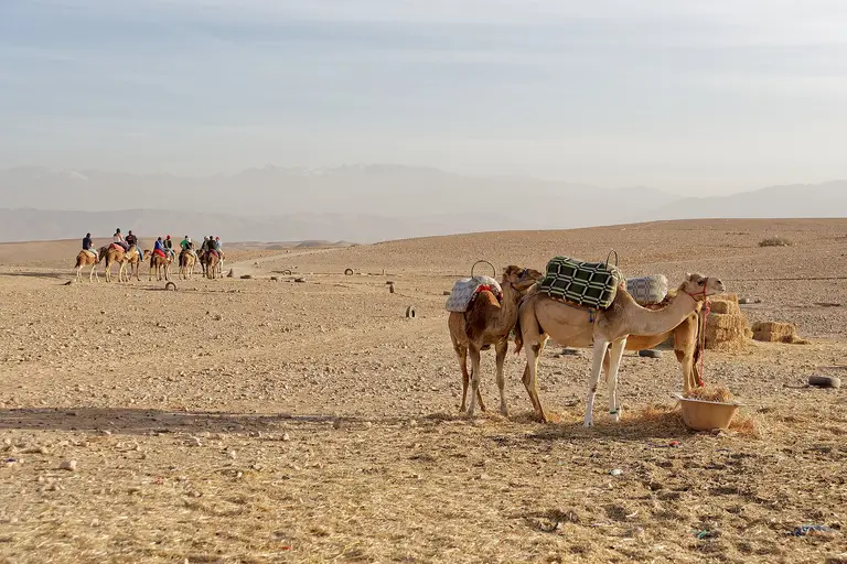 Saddled dromedaries resting on the stony hills of the Agafay desert near Marrakech