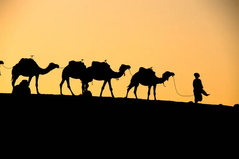 Silhouette of a camel caravan and its guide against a golden sky in Merzouga